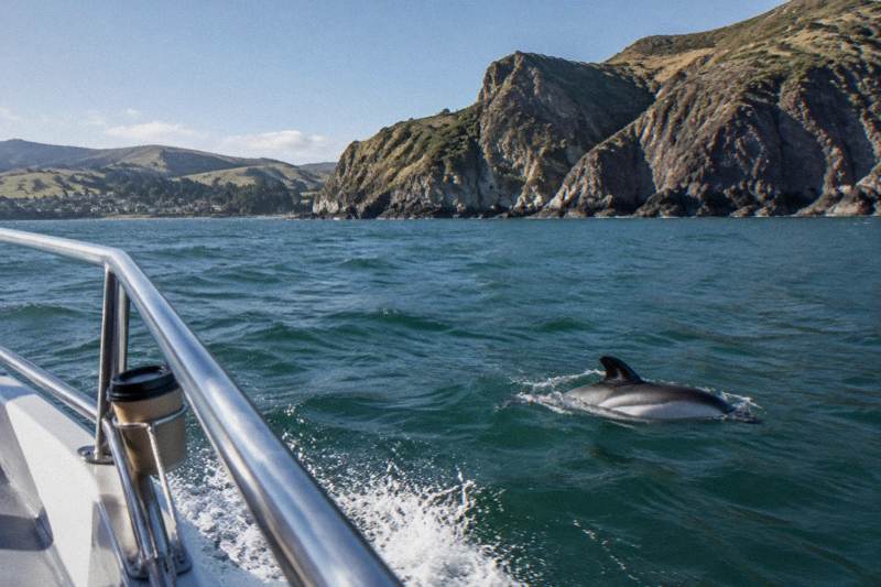 Black Cat Dolphin Nature Cruise