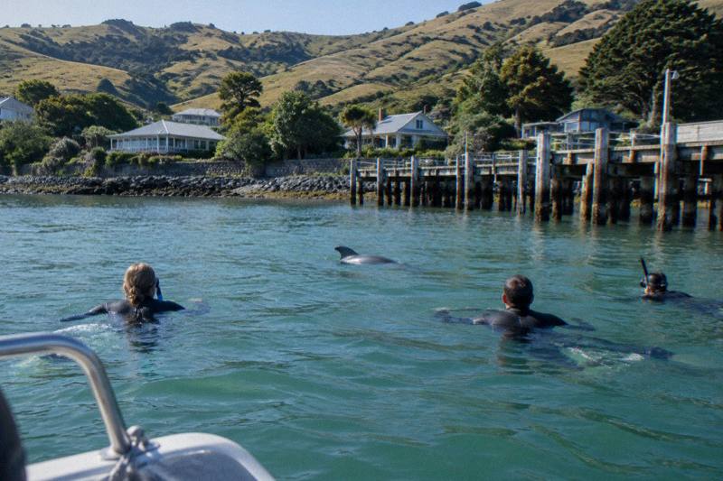 Swim With Dolphins Day Tour